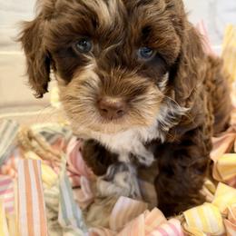 Pink Collar Girl - Merle female Goldendoodle puppy in San Augustine, Texas from Vintage Doodles