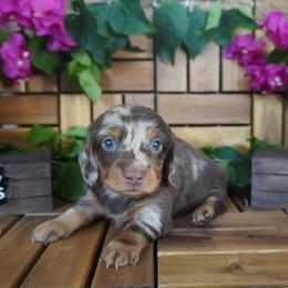 Hunter - AKC - Dapple male Dachshund puppy in Miami, Florida from Oscar's Dachshunds