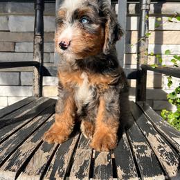Tucker - Blue merle male Bernedoodle puppy in Holtwood, Pennsylvania from Country Ridge Puppies