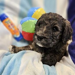 Labradoodles and Labrador Retrievers from Heeling House