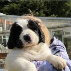 Landseer (European Continental Type) Puppies from Pacific Seaport Landseers