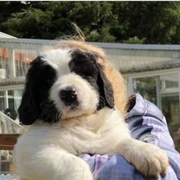 Landseer (European Continental Type) Puppies from Pacific Seaport Landseers