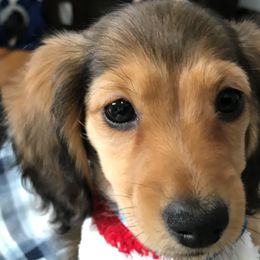 Dachshund Puppies from Dollhouse Miniature Dachshunds