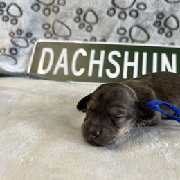 Blue boy - Cream male Dachshund puppy in Mt Sterling, Ohio from Murphy's 4 paws and a tail