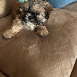 Shih Tzu Puppies from Liz Shih Tzu Cuties