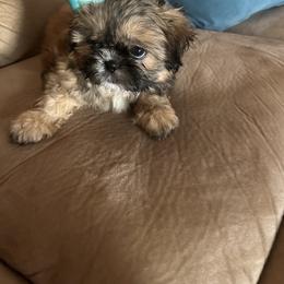 Shih Tzu Puppies from Liz Shih Tzu Cuties