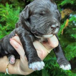 Boy 3 - male Portuguese Water Dog puppy in Asheville, North Carolina from Top Notch Portuguese Water Dogs