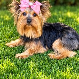 Mariah Ann - Yorkshire Terrier