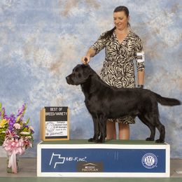 Labrador Retriever All Grown Up from Hill’s Labrador Retrievers