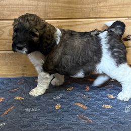 Emmi lou - Sable female Saint Berdoodle puppy in San Antonio, Texas from Mammoth Doodles