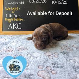 Poseidon - Chocolate and tan male Dachshund puppy in Hoquiam, Washington from Heyd's Mini Dachshunds