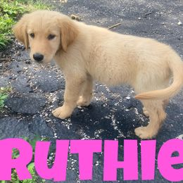 Golden Retriever Puppies from Precious Golden's