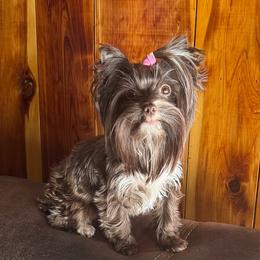 Yorkshire Terrier puppies from Yorkie’s Klassie Kreations