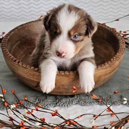 Rodney - Red merle male Australian Shepherd puppy in Mountain Grove, Missouri from K Bar H Farms