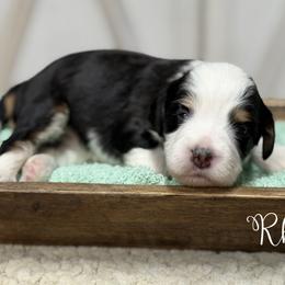 Rhea - Tri-color female Bernedoodle puppy in Henry, Illinois from Rowe Farms Doodles