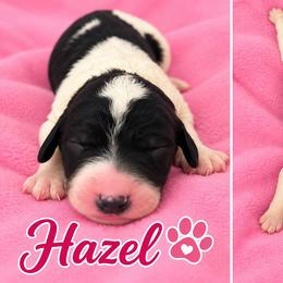 Hazel - Parti female Poodle puppy in Cleburne, Texas from Lone Star Standard Poodles LLC