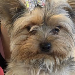 Kilo - Yorkshire Terrier