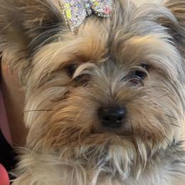 Kilo - Yorkshire Terrier