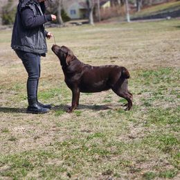 Karla - Labrador Retriever