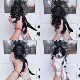 Spot 7 - Black male Goldendoodle puppy in Damascus, Oregon from Emma Doodles