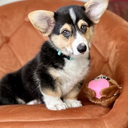 Pembroke Welsh Corgi Puppies from Hills End Corgis