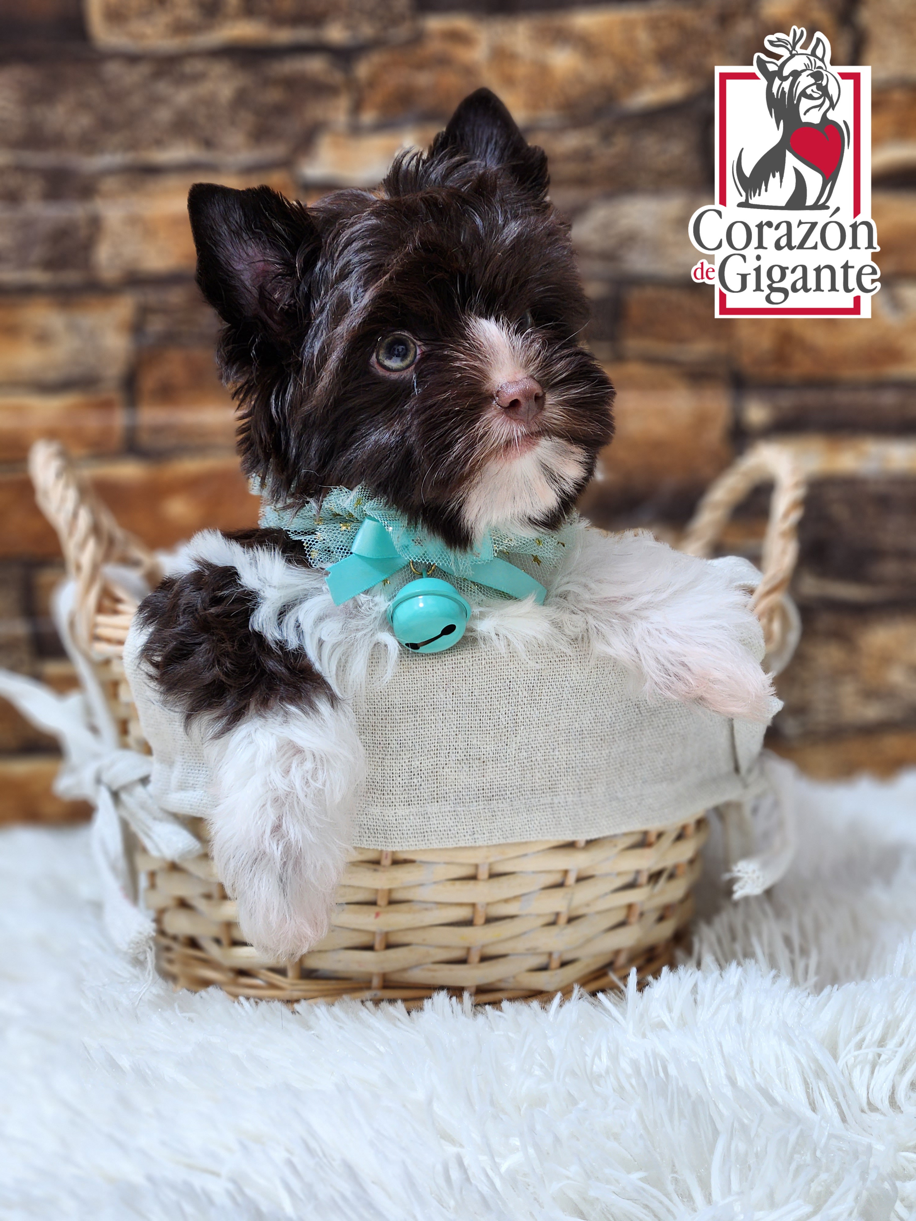 Biewer Terrier and Yorkshire Terrier Puppies from Corazón de gigante