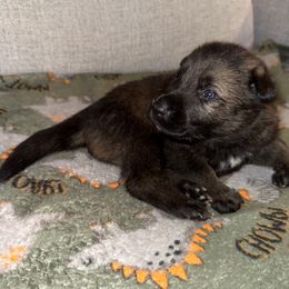 Sable Boy - Blue - Sable male German Shepherd puppy in St. Cloud, Florida from Pray Love Shepherd Kennels