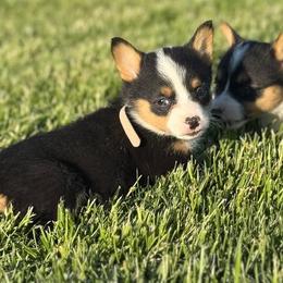 Pink Collar Female - Black and tan female Pembroke Welsh Corgi puppy in Derby, Iowa from Newton Hay & Cattle