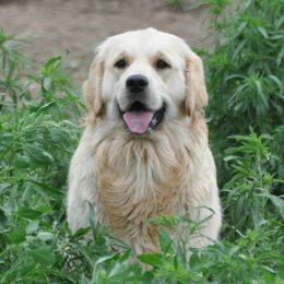 Zuri - Golden Retriever
