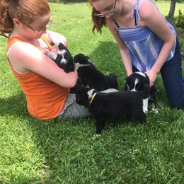 Border Collie Puppies from Hatfield Border Collies