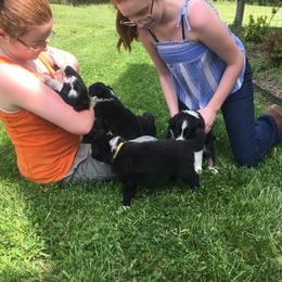 Border Collie Puppies from Hatfield Border Collies
