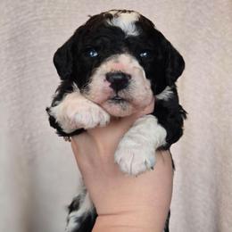 Gamora - Black and white female Sheepadoodle puppy in Ashton, Idaho from Kerr Kanine Ranch