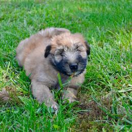 Cedar - Wheaten male Soft Coated Wheaten Terrier puppy in Kirksville, Missouri from Ironwood Ridge Kennels