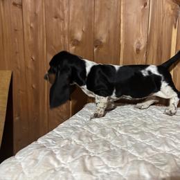 Chelsea - Black brown and white female Basset Hound puppy in Vinegar Bend, Alabama from Melanie's Basset Hounds