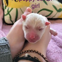 Pomsky Puppies from Nebula Ranch Pomskies