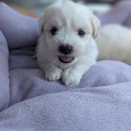 HAPPY GIRL - White female Maltese puppy in Nevada from LAS VEGAS PUPPY