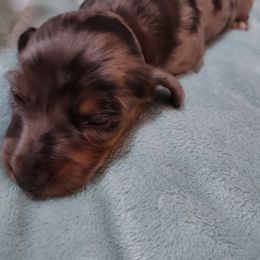 Dachshund Puppies from Marnette's Dachshunds