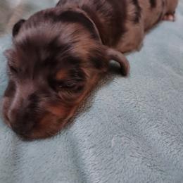 Dachshund Puppies from Marnette's Dachshunds