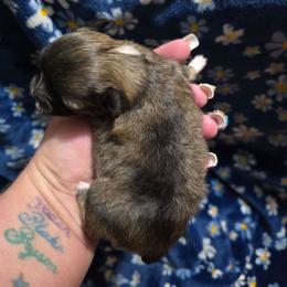 Teddy - Chocolate sabled fawn male Chihuahua puppy in Amity, Pennsylvania from Baxters Chihuahuas