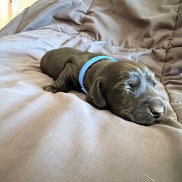 Shadow - Black male Dachshund puppy in Pahrump, Nevada from Jedi Weiner Ranch