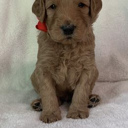 Goldendoodle Puppies from The Bruce Farm