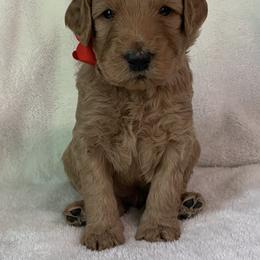 Goldendoodle Puppies from The Bruce Farm