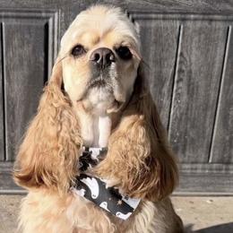 Cocker Spaniels from Southern Sunset Cockers