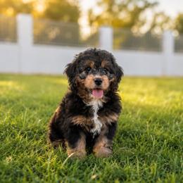 Marley - Tri-color female Bernedoodle puppy in Gilbert, Arizona from Gilbert Bernedoodles & Whoodles