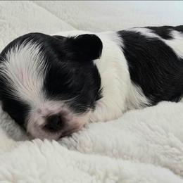 Charleston - Black and white male Shihpoo puppy in Rural Retreat, Virginia from Kopydlowski's Shihpoo and Shichon pups