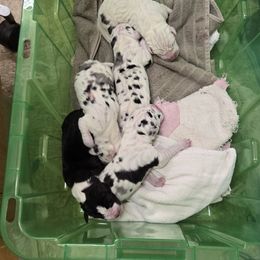 Harl Male - Harlequin male Great Dane puppy in Cheyenne, Wyoming from Viking Kennel