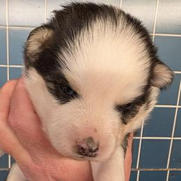 BxE g5 - Black and white female Pomsky puppy in Charlotte, Michigan from Moore Pomskies