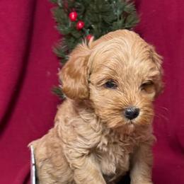 Cinnamon - CF0550 - Apricot female Australian Labradoodle puppy in Easley, South Carolina from Royal Diamond Labradoodles