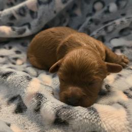 Mira - Red female Cavapoo puppy in Conklin, Michigan from Lake Michigan Couture Cavapoos & Cockapoos