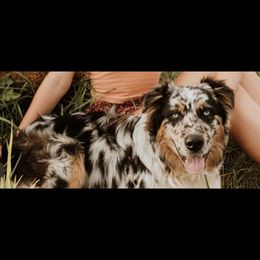 Oakley - Australian Shepherd